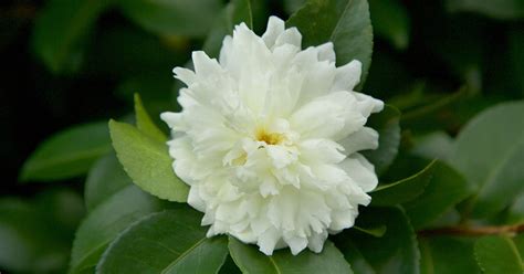 Ivory camellia